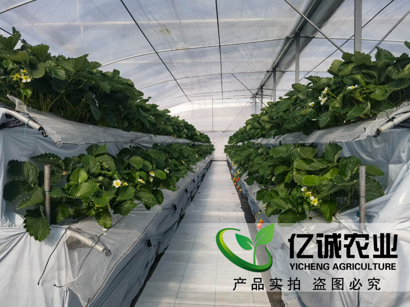 萬物的生長(zhǎng)需要陽光和溫度的支持 一畝溫室大棚的成本是多少？
