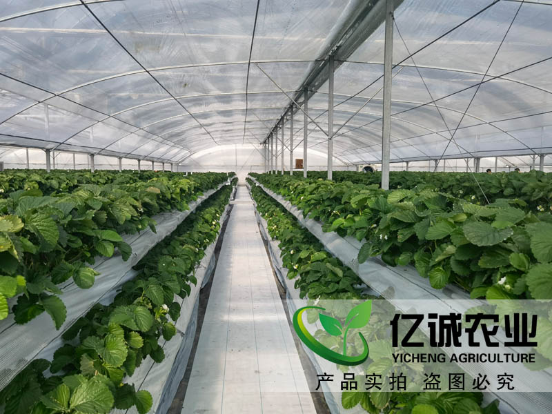 遮陽系統(tǒng)在玻璃溫室草莓種植中有哪些優(yōu)勢？